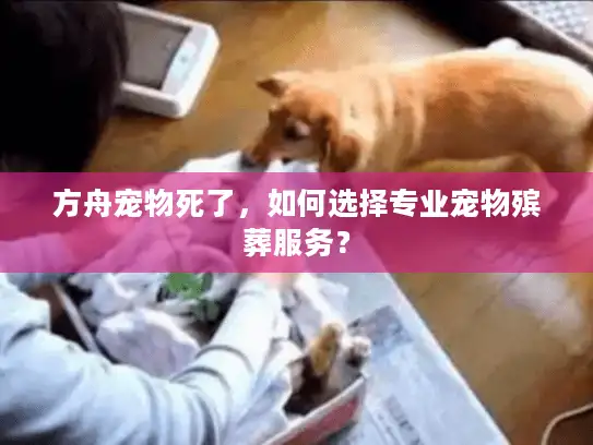 方舟宠物死了，如何选择专业宠物殡葬服务？