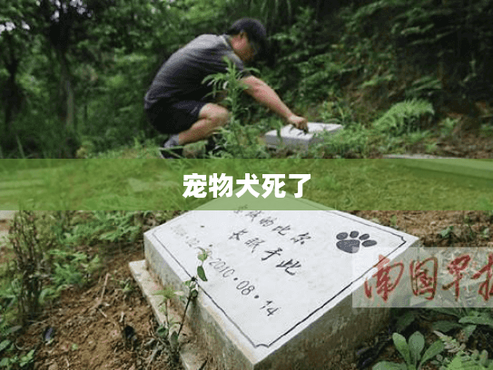 宠物犬死了