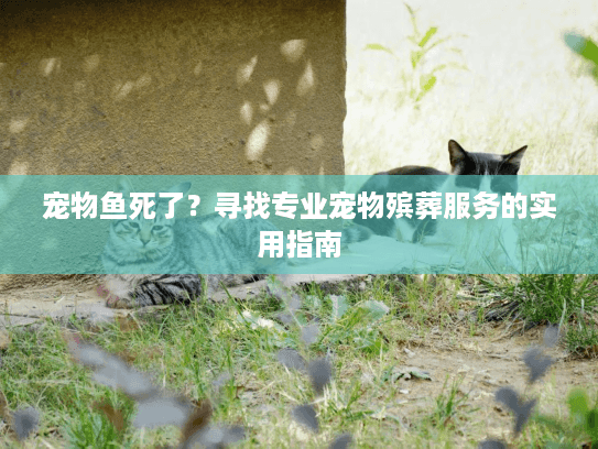 宠物鱼死了?寻找专业宠物殡葬服务的实用指南 宠物鱼死了?寻找专业宠物殡葬服务的实用指南