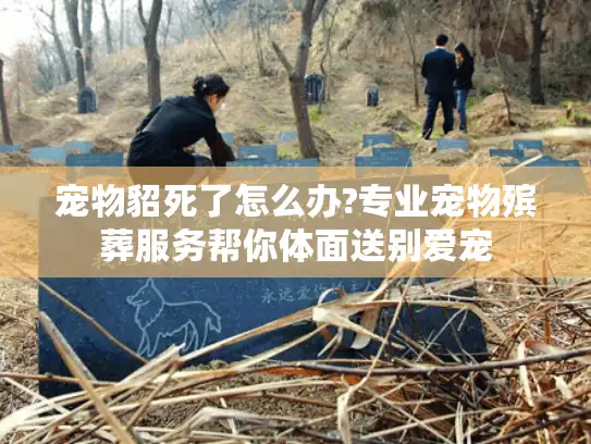 宠物貂死了怎么办?专业宠物殡葬服务帮你体面送别爱宠