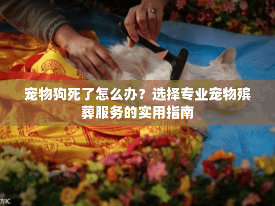 宠物狗死了怎么办？选择专业宠物殡葬服务的实用指南