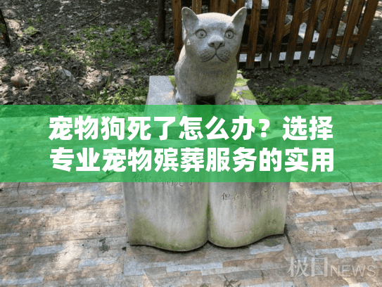 宠物狗死了怎么办？选择专业宠物殡葬服务的实用指南