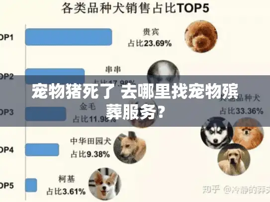 宠物猪死了 去哪里找宠物殡葬服务？