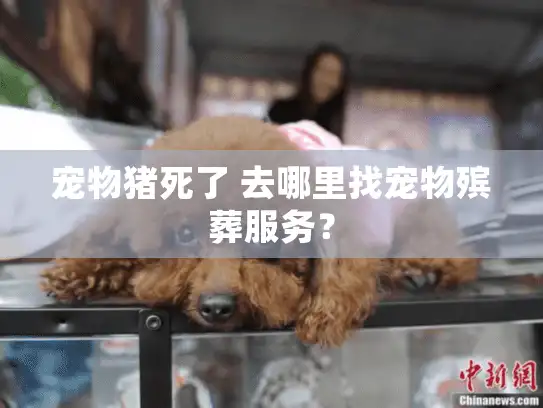 宠物猪死了 去哪里找宠物殡葬服务？