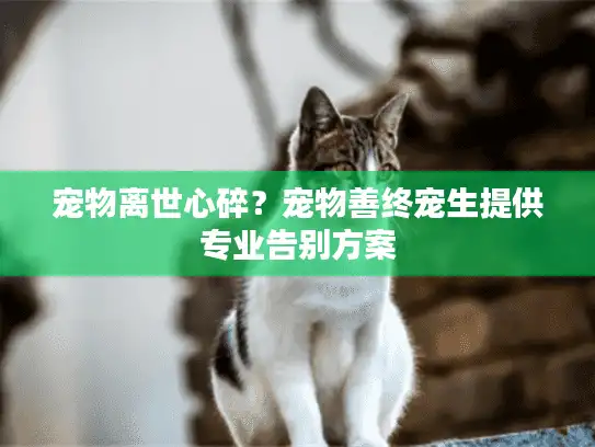 宠物离世心碎？宠物善终宠生提供专业告别方案