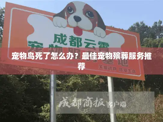 宠物鸟死了怎么办？最佳宠物殡葬服务推荐