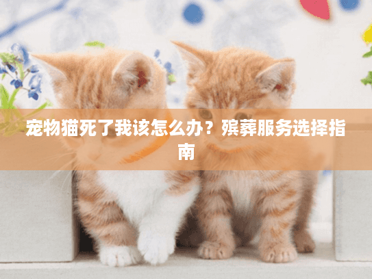 宠物猫死了我该怎么办?殡葬服务选择指南 宠物猫死了我该怎么办?殡葬服务选择指南