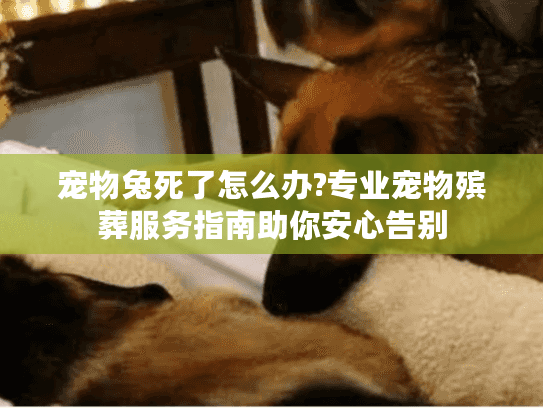 宠物兔死了怎么办?专业宠物殡葬服务指南助你安心告别
