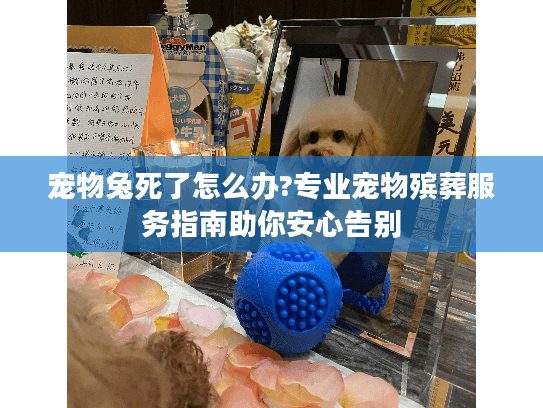 宠物兔死了怎么办?专业宠物殡葬服务指南助你安心告别