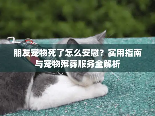 朋友宠物死了怎么安慰？实用指南与宠物殡葬服务全解析