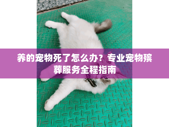 养的宠物死了怎么办？专业宠物殡葬服务全程指南