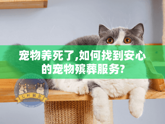 宠物养死了,如何找到安心的宠物殡葬服务?