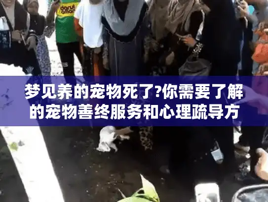 梦见养的宠物死了?你需要了解的宠物善终服务和心理疏导方案