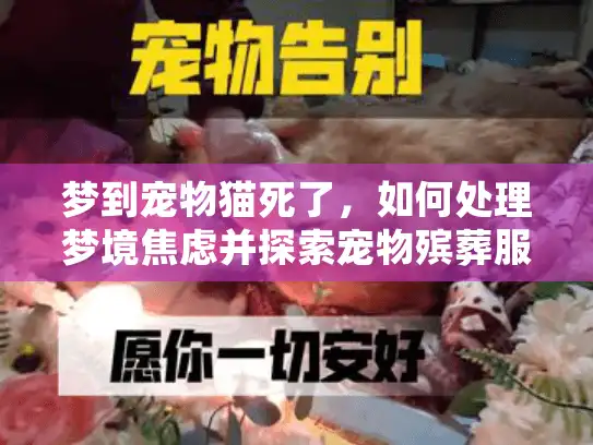 梦到宠物猫死了，如何处理梦境焦虑并探索宠物殡葬服务