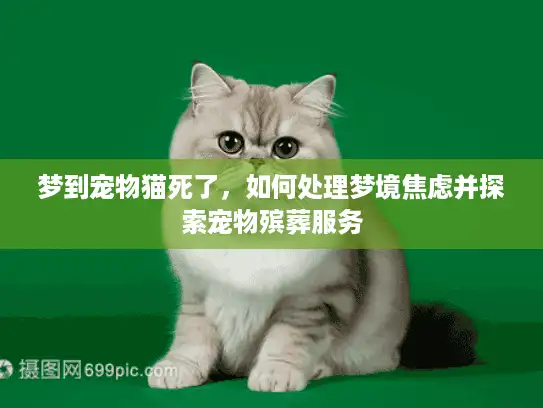 梦到宠物猫死了，如何处理梦境焦虑并探索宠物殡葬服务