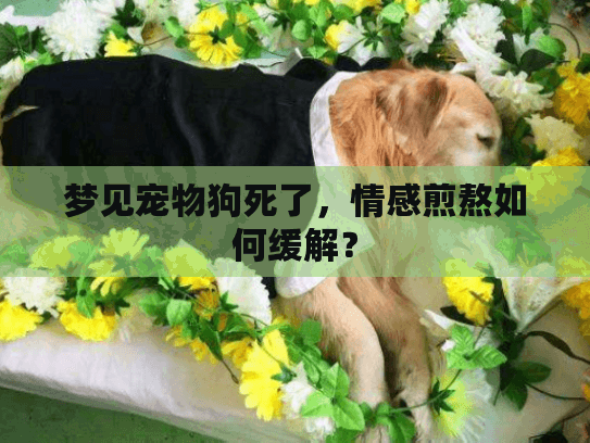 梦见宠物狗死了，情感煎熬如何缓解？