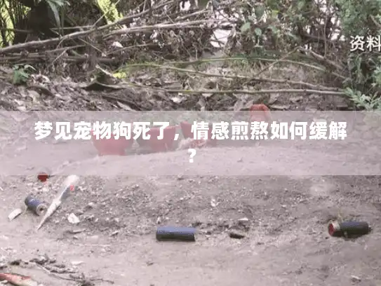 梦见宠物狗死了，情感煎熬如何缓解？