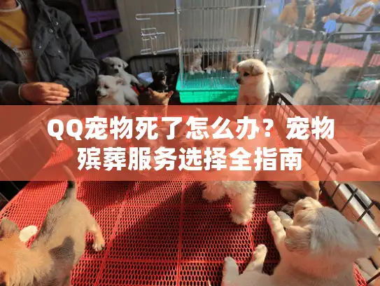 QQ宠物死了怎么办？宠物殡葬服务选择全指南