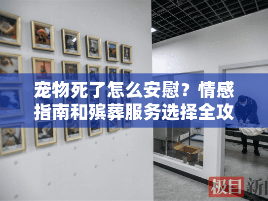 宠物死了怎么安慰？情感指南和殡葬服务选择全攻略