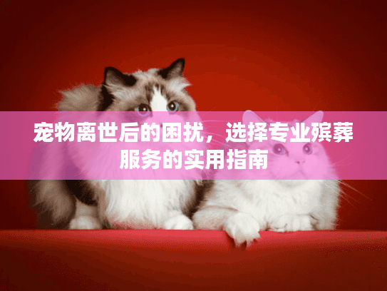 宠物离世后的困扰，选择专业殡葬服务的实用指南