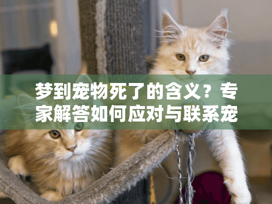 梦到宠物死了的含义?专家解答如何应对与联系宠物殡葬服务 梦到宠物死了的含义?专家解答如何应对与联系宠物殡葬服务