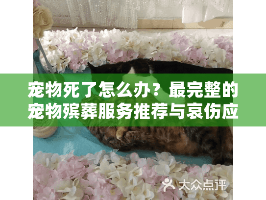 宠物死了怎么办?最完整的宠物殡葬服务推荐与哀伤应对指南 宠物死了怎么办?最完整的宠物殡葬服务推荐与哀伤应对指南