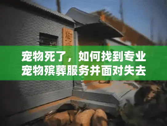宠物死了，如何找到专业宠物殡葬服务并面对失去伴侣的痛苦？