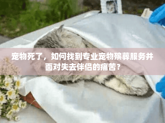 宠物死了，如何找到专业宠物殡葬服务并面对失去伴侣的痛苦？