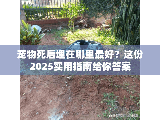 宠物死后埋在哪里最好?这份2025实用指南给你答案 宠物死后埋在哪里最好?这份2025实用指南给你答案