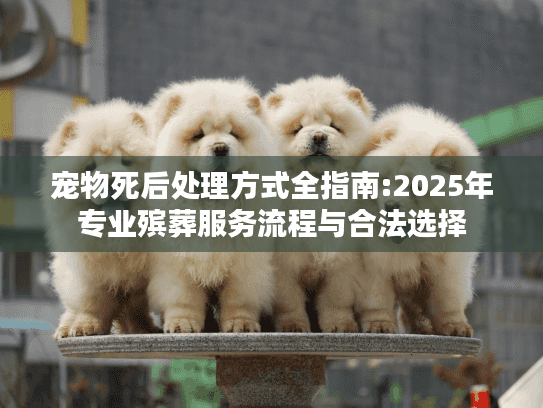 宠物死后处理方式全指南:2025年专业殡葬服务流程与合法选择