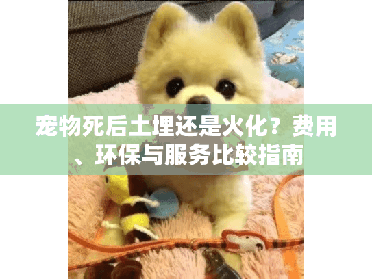 宠物死后土埋还是火化？费用、环保与服务比较指南