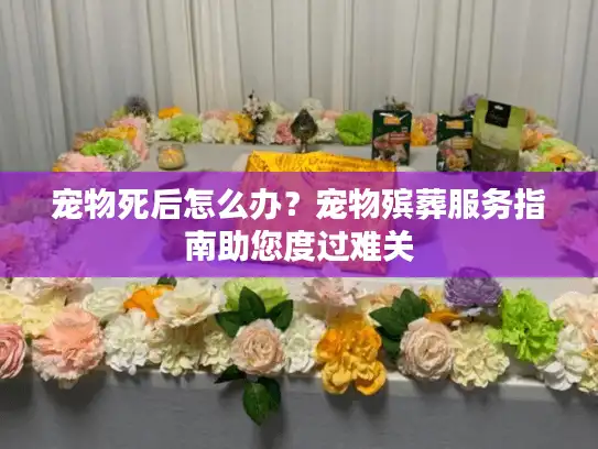 宠物死后怎么办？宠物殡葬服务指南助您度过难关