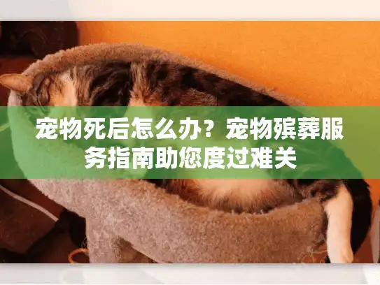 宠物死后怎么办？宠物殡葬服务指南助您度过难关