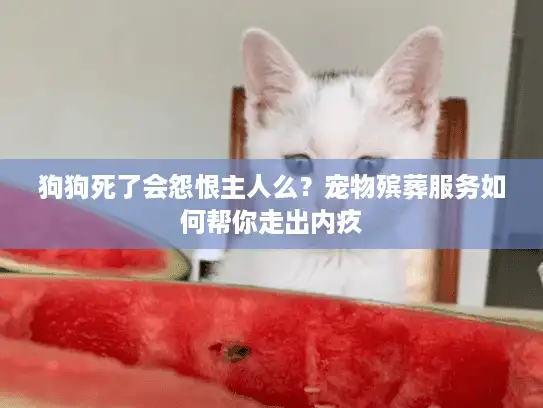 狗狗死了会怨恨主人么？宠物殡葬服务如何帮你走出内疚