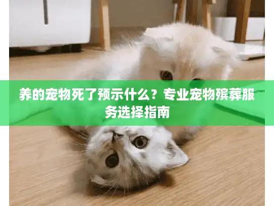 养的宠物死了预示什么?专业宠物殡葬服务选择指南 养的宠物死了预示什么?专业宠物殡葬服务选择指南