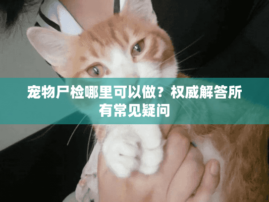 宠物尸检哪里可以做？权威解答所有常见疑问