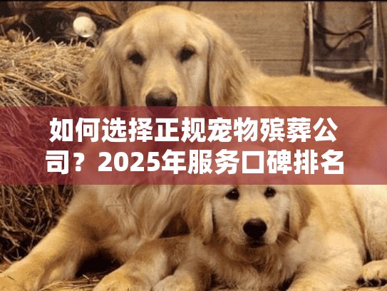 如何选择正规宠物殡葬公司？2025年服务口碑排名深度解析