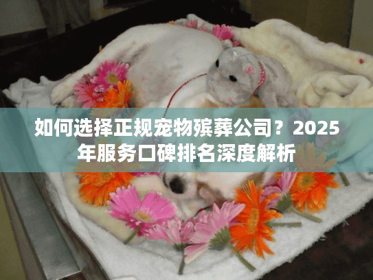 如何选择正规宠物殡葬公司？2025年服务口碑排名深度解析