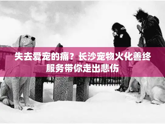 失去爱宠的痛？长沙宠物火化善终服务带你走出悲伤