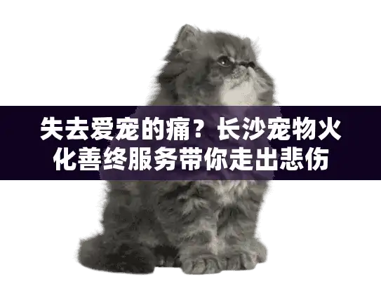 失去爱宠的痛？长沙宠物火化善终服务带你走出悲伤