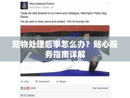 宠物处理后事怎么办？贴心服务指南详解