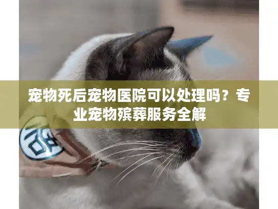 宠物死后宠物医院可以处理吗？专业宠物殡葬服务全解
