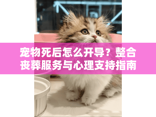 宠物死后怎么开导？整合丧葬服务与心理支持指南