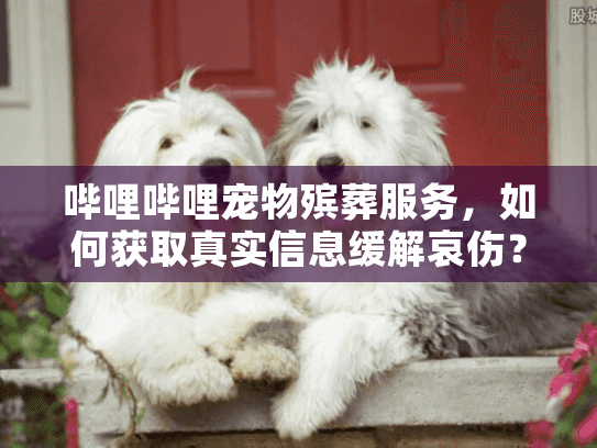 哔哩哔哩宠物殡葬服务，如何获取真实信息缓解哀伤？