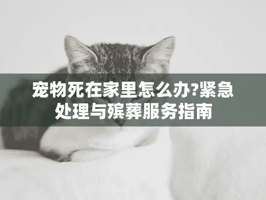 宠物死在家里怎么办?紧急处理与殡葬服务指南