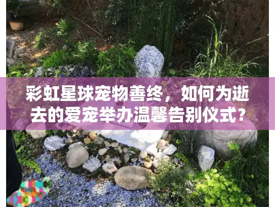 彩虹星球宠物善终，如何为逝去的爱宠举办温馨告别仪式？