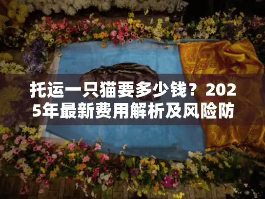 托运一只猫要多少钱?2025年最新费用解析及风险防范指南 托运一只猫要多少钱?2025年最新费用解析及风险防范指南