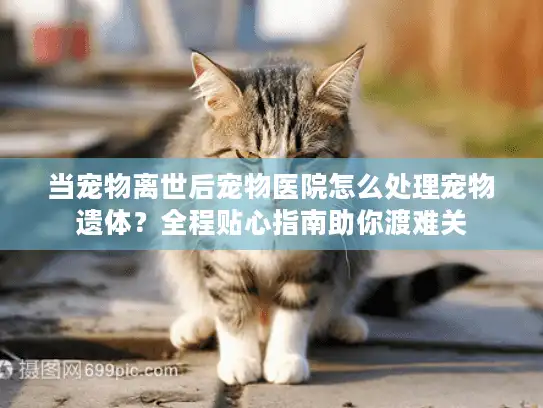 当宠物离世后宠物医院怎么处理宠物遗体？全程贴心指南助你渡难关