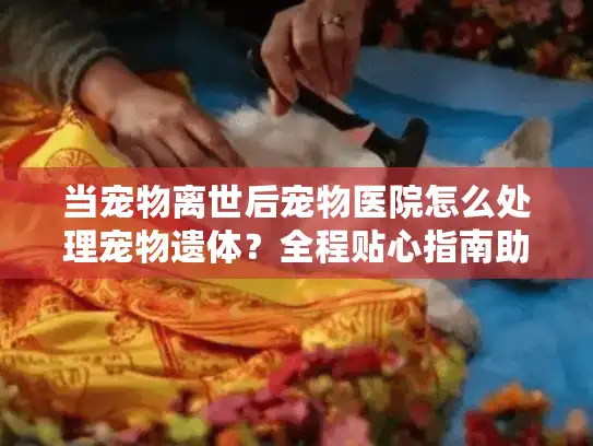 当宠物离世后宠物医院怎么处理宠物遗体？全程贴心指南助你渡难关