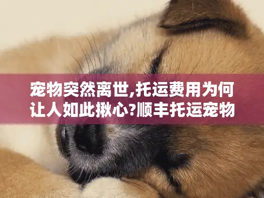 宠物突然离世,托运费用为何让人如此揪心?顺丰托运宠物价格表详解